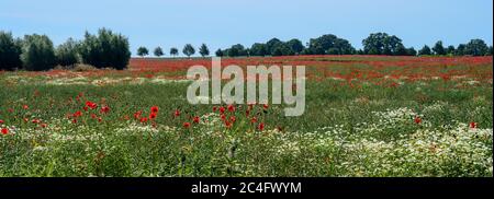 Champ avec fleurs de pavot et camomille dans un large paysage, arbres et buissons à l'horizon contre le ciel bleu, format panoramique, espace de copie, sélectionner Banque D'Images