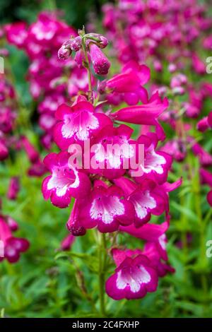 Penstemon 'marilyn' plante florale vivace rouge d'été semi-vert à l'événellement rouge Banque D'Images