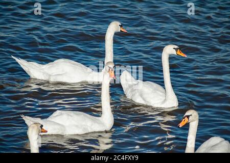 Des cygnes blancs flottent sur de l'eau bleue Banque D'Images