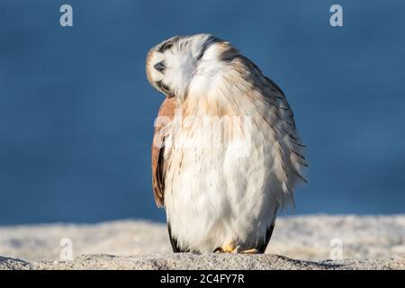 L'australien Nankeen Kestrel tournant n'est pas de tête à côté Banque D'Images