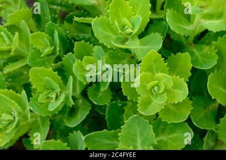 les feuilles de plantes d'orpine font un fond vert. le motif de feuillage vert. les feuilles d'hylotelephium téléphium. Vue de dessus du feuillage téléphium de Sedum. Banque D'Images