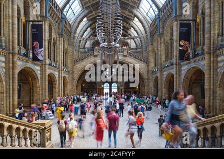 Le Hintze Hall du Musée d'Histoire naturelle de Londres avec un squelette de baleine bleue suspendu au plafond Banque D'Images