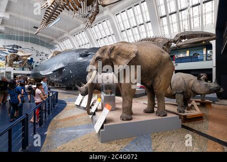 La galerie mammifères du Musée d'histoire naturelle de Londres Banque D'Images