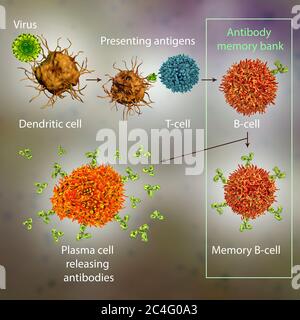 Mécanismes de défense immunitaire contre les virus, illustration informatique. Les cellules dendritiques reconnaissent les virus et présentent des informations sur leurs antigènes aux lymphocytes T (lymphocytes T). Les lymphocytes T fournissent des informations sur les antigènes viraux des lymphocytes B (lymphocytes B) qui sont transformés en cellules B de mémoire (informations stockées sur le virus) et, en cas d'activation, ils sont transformés en cellules plasmatiques sécrétant des anticorps protecteurs. Banque D'Images
