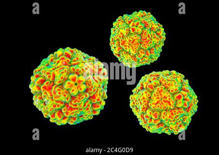 Entérovirus, illustration informatique. L'entérovirus est un genre de virus ARN à sens positif de la famille des Picornaviridae. Ils étaient à l'origine classifi Banque D'Images