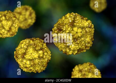 Entérovirus, illustration informatique. L'entérovirus est un genre de virus ARN à sens positif de la famille des Picornaviridae. Ils étaient à l'origine classifi Banque D'Images