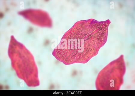 Fluke du foie. Illustration informatique d'un diagnostic de la maladie du foie chez l'adulte (Fasciola hepatica), parasite des moutons, des bovins et des humains. Les humains ingèrent les larves de fluke Banque D'Images