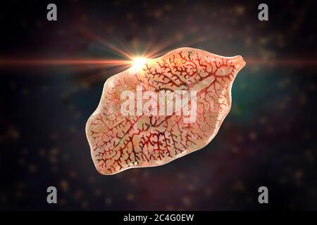 Fluke du foie. Illustration informatique d'un diagnostic de la maladie du foie chez l'adulte (Fasciola hepatica), parasite des moutons, des bovins et des humains. Les humains ingèrent les larves de fluke Banque D'Images