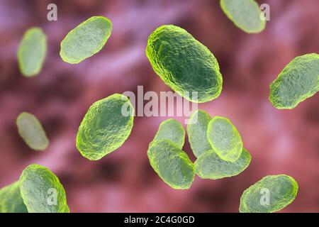 Illustration informatique de Haemophilus influenzae, bactéries coccobacillus. Ces bactéries causent un certain nombre de maladies, dont la méningite chez les enfants, la pneumonie, l'épiglottite, la laryngite, la conjonctivite, l'infection néonatale, l'otite moyenne (infection de l'oreille moyenne) et la sinusite chez les adultes. H. influenzae colonise sans danger les voies respiratoires supérieures chez la plupart des humains au cours des premiers mois de vie. Les souches encapsulées se propagent pour causer des maladies telles que la bronchite et la pneumonie. Banque D'Images