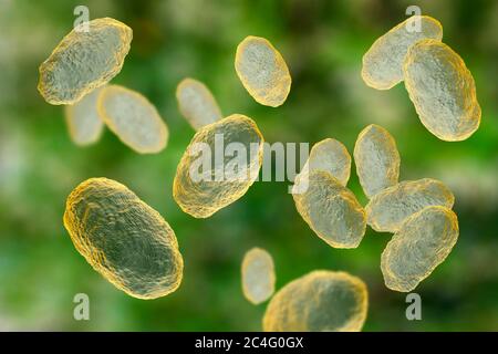 Illustration informatique de Haemophilus influenzae, bactéries coccobacillus. Ces bactéries causent un certain nombre de maladies, dont la méningite chez les enfants, la pneumonie, l'épiglottite, la laryngite, la conjonctivite, l'infection néonatale, l'otite moyenne (infection de l'oreille moyenne) et la sinusite chez les adultes. H. influenzae colonise sans danger les voies respiratoires supérieures chez la plupart des humains au cours des premiers mois de vie. Les souches encapsulées se propagent pour causer des maladies telles que la bronchite et la pneumonie. Banque D'Images