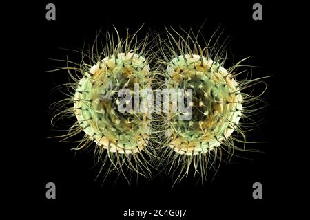 Bactéries de méningite (Neisseria meningitidis), illustration informatique. N. meningitidis sont des diplocoques Gram-négatifs (bactéries sphériques disposées en paires), transmis par la voie respiratoire. Chez la plupart des personnes, elles causent soit des infections asymptomatiques, soit une nasopharyngite non sévère, mais elles peuvent également causer une méningite sévère et une infection généralisée (méningococcémie), en particulier chez les enfants. La surface des bactéries est couverte de pilli qui jouent un rôle dans l'attachement des bactéries aux cellules et aux surfaces. Banque D'Images