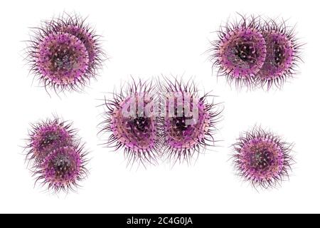 Bactéries de méningite (Neisseria meningitidis), illustration informatique. N. meningitidis sont des diplocoques Gram-négatifs (bactéries sphériques disposées en paires), transmis par la voie respiratoire. Chez la plupart des personnes, elles causent soit des infections asymptomatiques, soit une nasopharyngite non sévère, mais elles peuvent également causer une méningite sévère et une infection généralisée (méningococcémie), en particulier chez les enfants. La surface des bactéries est couverte de pilli qui jouent un rôle dans l'attachement des bactéries aux cellules et aux surfaces. Banque D'Images