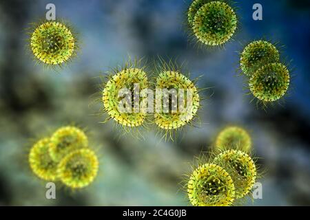 Bactéries de méningite (Neisseria meningitidis), illustration informatique. N. meningitidis sont des diplocoques Gram-négatifs (bactéries sphériques disposées en paires), transmis par la voie respiratoire. Chez la plupart des personnes, elles causent soit des infections asymptomatiques, soit une nasopharyngite non sévère, mais elles peuvent également causer une méningite sévère et une infection généralisée (méningococcémie), en particulier chez les enfants. La surface des bactéries est couverte de pilli qui jouent un rôle dans l'attachement des bactéries aux cellules et aux surfaces. Banque D'Images