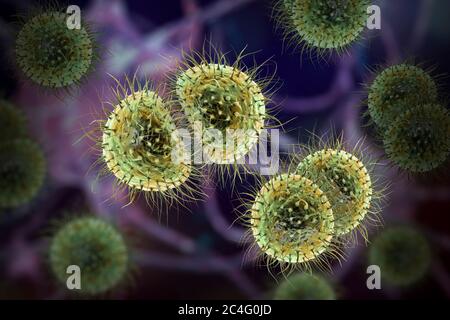 Bactéries de méningite (Neisseria meningitidis), illustration informatique. N. meningitidis sont des diplocoques Gram-négatifs (bactéries sphériques disposées en paires), transmis par la voie respiratoire. Chez la plupart des personnes, elles causent soit des infections asymptomatiques, soit une nasopharyngite non sévère, mais elles peuvent également causer une méningite sévère et une infection généralisée (méningococcémie), en particulier chez les enfants. La surface des bactéries est couverte de pilli qui jouent un rôle dans l'attachement des bactéries aux cellules et aux surfaces. Banque D'Images