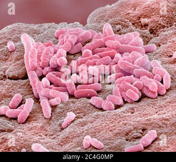 Micrographe électronique à balayage coloré de la bactérie Escherichia coli Gram-négative en forme de tige, communément appelée E. coli. Ces bactéries sont normales Banque D'Images