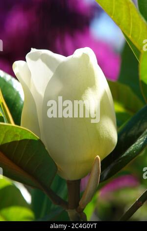 Blanc Magnolia Blossom à proximité au printemps Banque D'Images