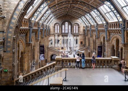 Le Hintze Hall du Musée d'Histoire naturelle de Londres avec un squelette de baleine bleue suspendu au plafond Banque D'Images