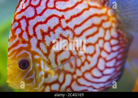 Vue rapprochée de magnifique damier carte rouge poisson d'aquarium de diskus. Concept de passe-temps. Banque D'Images