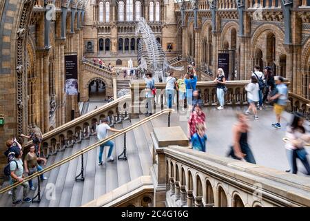 Le Hintze Hall du Musée d'Histoire naturelle de Londres avec un squelette de baleine bleue suspendu au plafond Banque D'Images