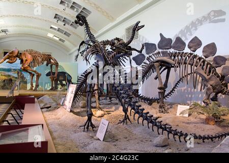 Musée d'histoire naturelle de l'Utah, Université de l'Utah, Salt Lake City, Utah, États-Unis, Amérique du Nord Banque D'Images