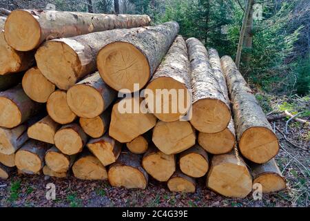 Pile de grands troncs d'arbre coupés dans la forêt à feuilles persistantes Banque D'Images