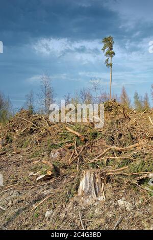 Destruction de la forêt - coupez les arbres avec un ciel orageux au-dessus Banque D'Images