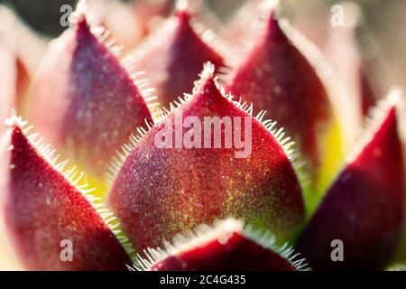 Photo macro des pétales d'une fleur de sempervivum illuminée par des rayons de soleil couchant dehors Banque D'Images