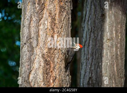 Pic à bois piléé ( Hylatomus pileatus ) recherche de nourriture sur l'île de Vancouver , Canada. Banque D'Images