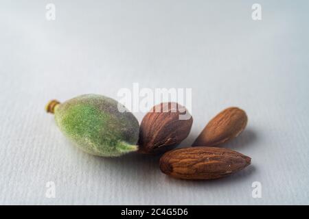 noix d'amandes vert et ancienne riped au printemps, isolée sur papier blanc texturé. Copier l'espace. Régime équilibré vegan concept de mode de vie sain. Cuisine créative Banque D'Images