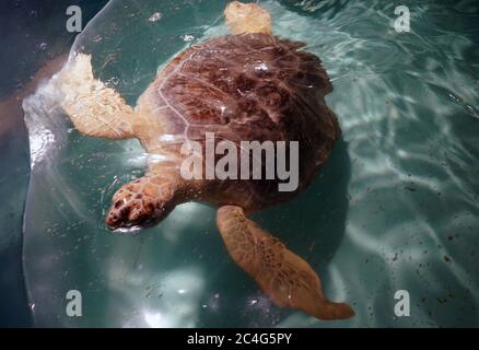 St. Louis, États-Unis. 26 juin 2020. Tsunami la tortue de mer nage dans son réservoir à l'aquarium de Saint-Louis à Saint-Louis le vendredi 26 juin 2020. La tortue de mer verte a été sauvée au large de la côte de Géorgie après qu'il a été frappé par un bateau en 2017, et sera libérée dans le grand réservoir avec d'autres poissons, le 1er juillet 2020. Photo de Bill Greenblatt/UPI crédit: UPI/Alay Live News Banque D'Images