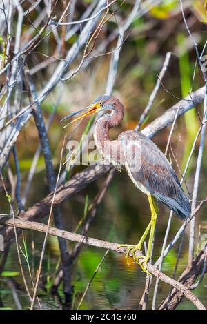 Héron tricolore juvénile (Egretta tricolor) perçant sur une branche d'arbre. Le sentier Anhinga. Floride. ÉTATS-UNIS Banque D'Images