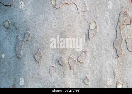 Sycamore, plate-forme ou plan arbre texture écorce fond dans les couleurs kaki, kaki motif militaire imitation. Banque D'Images