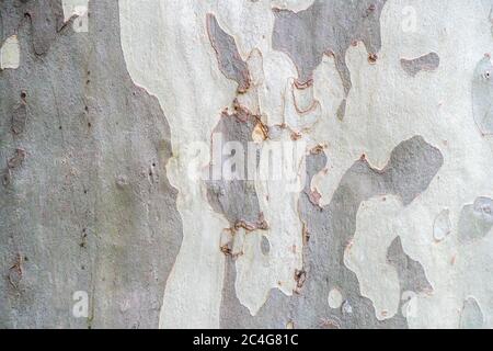 Sycamore, plate-forme ou plan arbre texture écorce fond dans les couleurs kaki, kaki motif militaire imitation. Banque D'Images