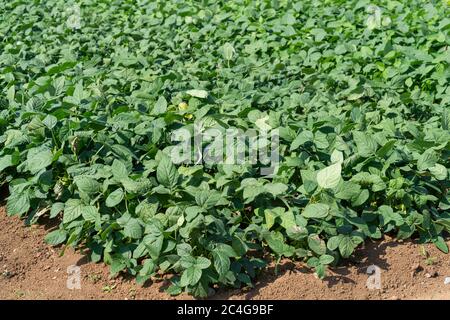 Champ de soja (Glycine max), ville d'Isehara, préfecture de Kanagawa, Japon Banque D'Images