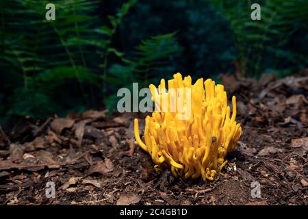 Les auteurs de la perce d'or (Clavulinopsis fusiformis) sont des espèces de champignons de corail - Brevard, Caroline du Nord, États-Unis Banque D'Images