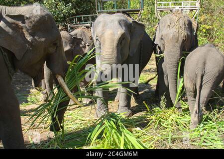 Un groupe d'éléphants thaïlandais, certains avec des selles, debout ensemble pour nourrir l'herbe Banque D'Images