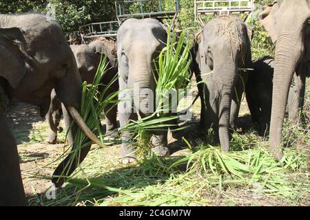 Un groupe d'éléphants thaïlandais, certains avec des selles, debout ensemble pour nourrir l'herbe Banque D'Images