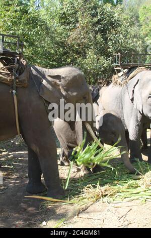 Un groupe d'éléphants thaïlandais, certains avec des selles, debout ensemble pour nourrir l'herbe Banque D'Images