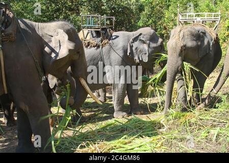 Un groupe d'éléphants thaïlandais, certains avec des selles, debout ensemble pour nourrir l'herbe Banque D'Images