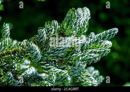 Abies koreana 'Silberlocke' Korean Fir Banque D'Images