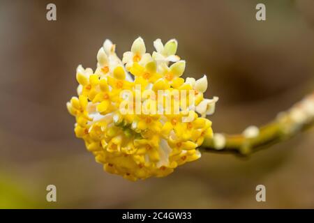 Jaune blanc Oriental Paperbush Edgeworthia Chrysantha Blossoms Blossoms Blooming Macro Bellevue Washington State. Originaire du Japon. Utilisé pour faire de la J traditionnelle Banque D'Images