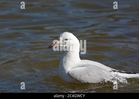 Un mouette d'argent (mouette australienne) baignant dans l'eau en Nouvelle-Galles du Sud en Australie Banque D'Images