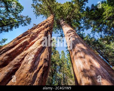 Séquoias géants dans la forêt géante du parc national de Sequoia, en Californie des États-Unis Banque D'Images