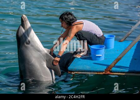 Un entraîneur interagit avec l'un des dauphins qu'elle s'occupe dans le port de Kas en Turquie. Kas se trouve sur la côte méditerranéenne turque. Banque D'Images