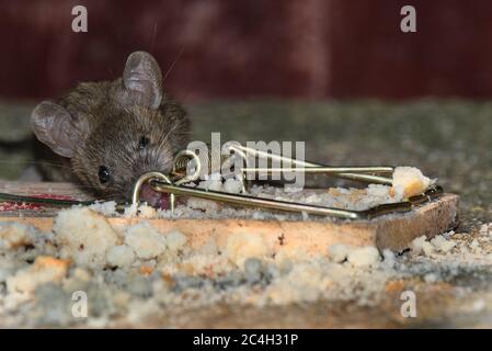 Maison nourrissant la souris dans le jardin urbain près du piège. Banque D'Images
