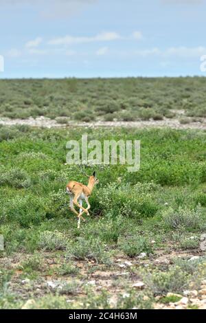 Antilope de bébé Springbok dans le parc national d'Etosha en Namibie à l'heure du lever du soleil; Antidorcas Marsupialis Banque D'Images