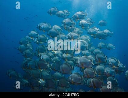 Grande école de corégone (Platax orbicularis) nageant ensemble dans l'eau bleue Banque D'Images