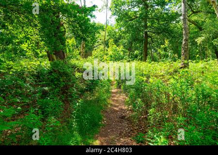 Au fond de la forêt de Sherwood, un petit sentier étroit mène plus loin dans la forêt. Banque D'Images