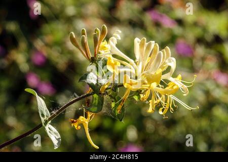 Chèvrefeuille Lonicera periclymenum 'centrsation' Banque D'Images