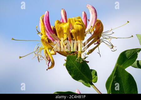 Fleur de chèvrefeuille Lonicera periclymenum 'Belgica' Banque D'Images
